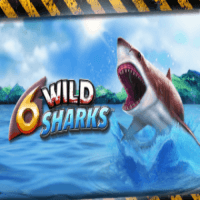 6_Wild_Sharks